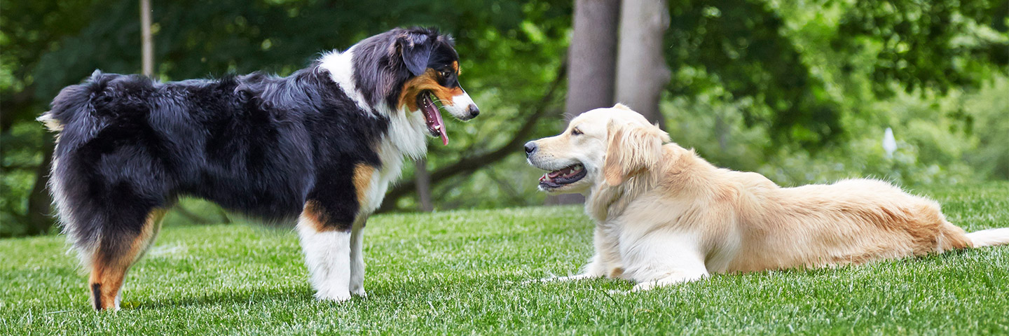 DogWatch of Charlotte, Huntersville, North Carolina | Outdoor Hidden Dog Fences Slider Image