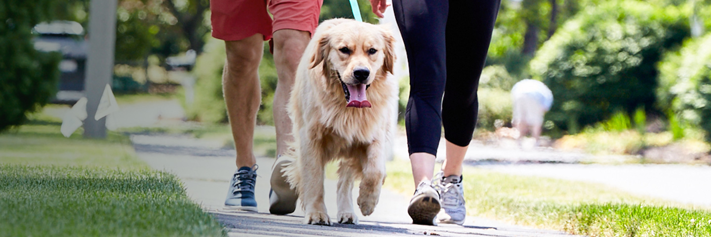 DogWatch of Charlotte, Huntersville, North Carolina | SideWalker Leash Trainer Slider Image